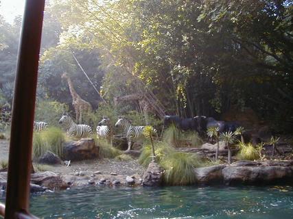 Zebras and giraffes on jungle cruise<br>Location: <a href="https://www.google.com/maps/search/?api=1&query=33.81077,-117.92004" target="_new">Disneyland</a>